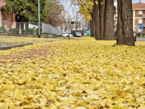 Perché le foglie cambiano colore in autunno