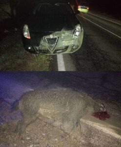 Cassine, automobilista investe cinghiale: tragedia sfiorata