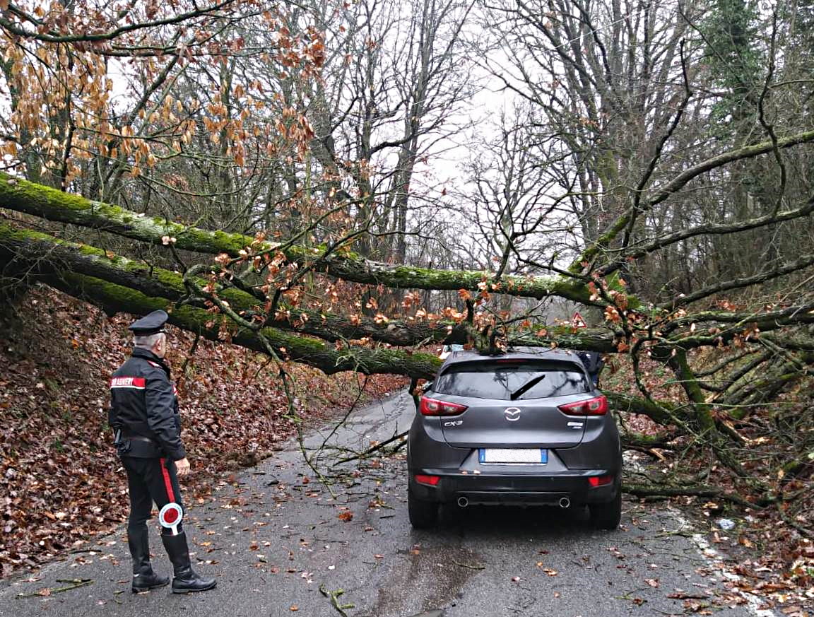 Alessandria: piazza della Libertà, albero messo in sicurezza