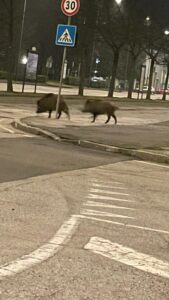 Casale, i cinghiali attraversano la strada sulle strisce pedonali