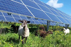 Agrivoltaico, un incontro per fare chiarezza