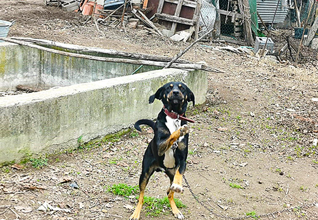 Alessandria, cane maltrattato portato in salvo al canile