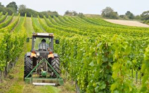 Regione: 20,6 milioni di contributi Pnrr a 992 aziende agricole