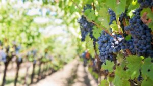 Distretto del Cibo: un nuovo strumento per Acquese e Ovadese