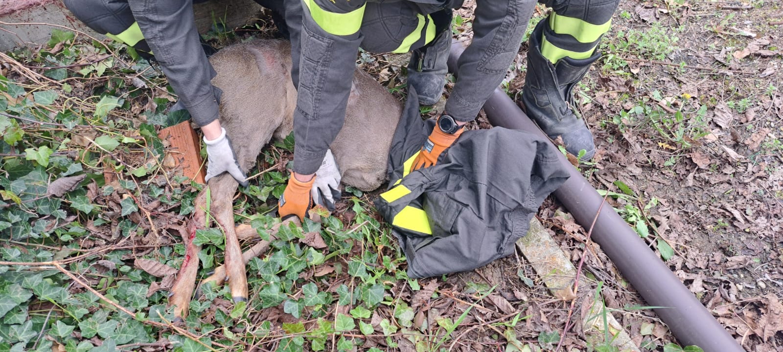 Occimiano, recuperato capriolo finito in un parco