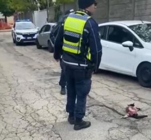 Gatto scuoiato a Sale: Aidaa aumenta la taglia a 5mila euro