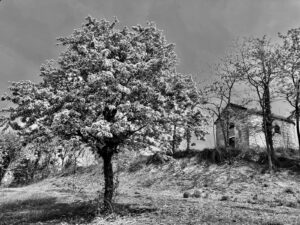 Vignale Monferrato: giornata dedicata agli alberi