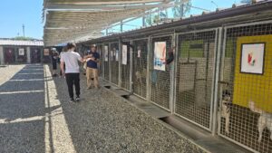 Diciotto artisti ‘adottano’ cani e gatti