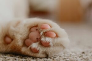 Gatto scuoiato a Sale: “Ora l’autopsia. Le indagini proseguono”