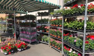 Alessandria, oggi al Cristo ‘Un quartiere in fiore’