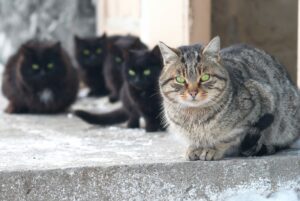 Ata e Ufficio welfare: una campagna contro l’abbandono di animali