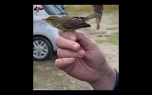 Cassano Spinola: Forestali impegnati nel monitoraggio dell’avifauna
