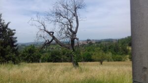Noce di San Giovanni, l’albero magico rinnoverà il suo prodigio?