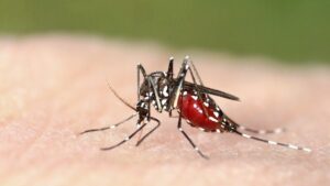 Alessandria: segnalata la zanzara tigre. Ordinanza del sindaco