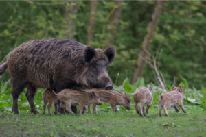 “Cuori Liberi” ad Alessandria per la Giornata dei diritti umani e animali