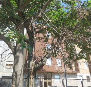 Alessandria, via Monterotondo: «Quell’albero è stato deturpato»