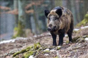 Peste suina africana: nessun nuovo positivo in Piemonte e Liguria