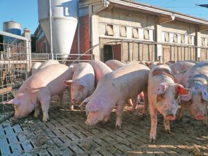 Misure contro la peste suina: “Accolte le richieste di Coldiretti”