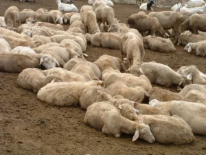 Blue Tongue: in arrivo 40mila dosi di vaccino in Piemonte
