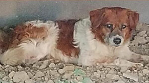Filippo, il ‘cane di quartiere’ scappato per paura dei fuochi
