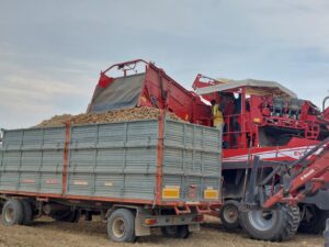 Patate da industria: annata positiva, nonostante le sfide climatiche