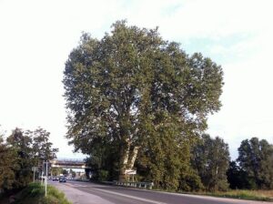 Statale per Spinetta, chiusure notturne prolungate fino a venerdì 11