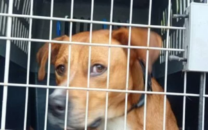 Tagliolo: cagnolino salvato dalle guardie zoofile Oipa