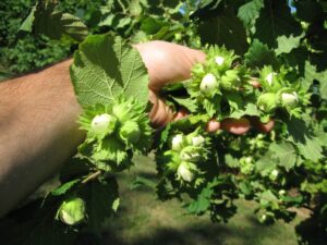 Annata difficile per le nocciole: produzione scarsa e incognite sui prezzi