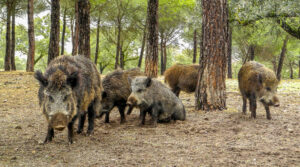 Peste suina: quattro nuovi casi in Liguria, nessuno in Piemonte