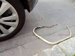 Alessandria, un serpentello agli Orti