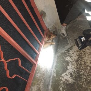 Casale: cane incastrato nella recinzione, salvato dai Vigili del Fuoco