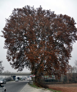 Piemonte, 63 nuovi Alberi monumentali nell’Elenco regionale