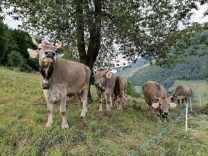 Coldiretti Piemonte: urgente un piano regionale contro la Blue Tongue