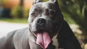 Ozzano Monferrato: pitbull aggredisce una donna, ricoverata al Cto