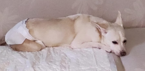 Alessandria: Lina, cagnolina paraplegica, ha bisogno di aiuto