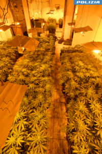Piantagione di cannabis ad Alessandria: sequestrate 1300 piante