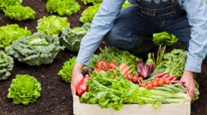 Biologico: crescita costante tra aziende e consumatori consapevoli