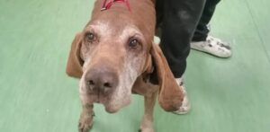 Alessandria, cagnolina anziana trovata in un locale caldaia e salvata da Oipa