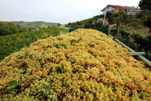 La nostra regione si racconta a Vinitaly 2025: debutta “Piemonte Is”