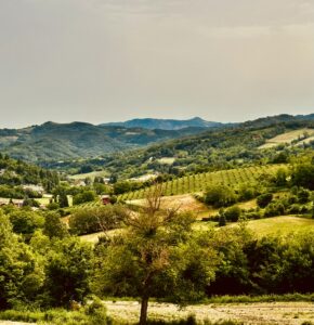 Monfreedom: un anno di progetti per il territorio
