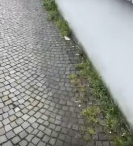 Cani avvelenati dal diserbo a Valenza? Il sindaco apre un’indagine