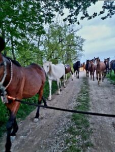 Casale, ancora 35 cavalli dispersi dopo le piene di Po e Sesia