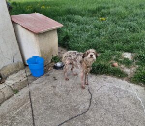 Muffin, anziano cane malato salvato dalla catena: ora cerca aiuto e una famiglia
