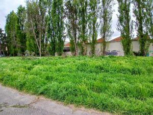 Alessandria, manutenzione del verde: interventi in programma fino al 17 luglio