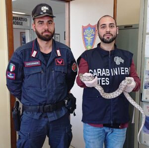 Acqui Terme, recuperato un serpente del grano abbandonato