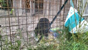 Cucciolo abbandonato tra Pontestura e Camino: salvato dalle Guardie Zoofile