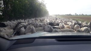 “Vorrei passare, ma ci sono le pecore”