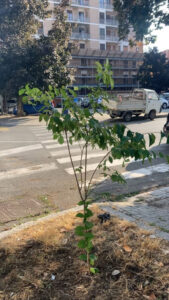 Alessandria, una Lagerstroemia per piazza Carducci