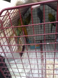 Quattro cocorite in un trasportino da gatto su un balcone a Valenza