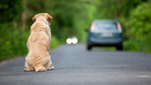 Polizia, una campagna contro l’abbandono degli animali